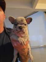 French Bulldog Puppies for sale in Escondido, CA, USA. price: $2,500