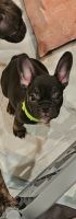 French Bulldog Puppies for sale in Menifee, CA, USA. price: $2,300