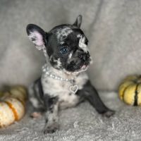 French Bulldog Puppies for sale in The Colony, TX, USA. price: $3,000
