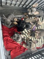 French Bulldog Puppies for sale in Vancouver, WA 98664, USA. price: $2,500