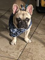 French Bulldog Puppies for sale in Menifee, CA, USA. price: $2,500