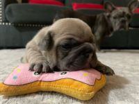 French Bulldog Puppies for sale in Brooklyn, NY, USA. price: $4,000