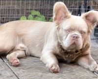 French Bulldog Puppies for sale in 12500 Barker Cypress Rd, Cypress, TX 77429, USA. price: $40,000