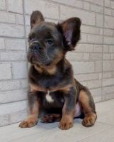 French Bulldog Puppies for sale in 12500 Barker Cypress Rd, Cypress, TX 77429, USA. price: $38,000