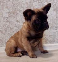 French Bulldog Puppies for sale in 12500 Barker Cypress Rd, Cypress, TX 77429, USA. price: $34,000