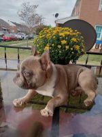 French Bulldog Puppies for sale in Dundalk, MD, USA. price: $1,800