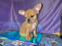 French Bulldog Puppies for sale in Antioch, CA 94509, USA. price: $2,500