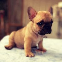 French Bulldog Puppies for sale in Galt, CA 95632, USA. price: $3,000