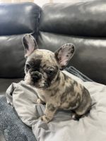 French Bulldog Puppies for sale in East Haven, CT, USA. price: $3,300