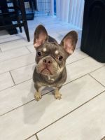 French Bulldog Puppies for sale in Florida City, FL, USA. price: $4,000