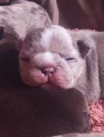 French Bulldog Puppies for sale in 147 Rushmore Ave, Providence, RI 02909, USA. price: $2,000