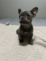 French Bulldog Puppies for sale in Stockton, CA, USA. price: $1,800