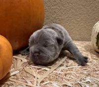 French Bulldog Puppies for sale in Discovery Bay, CA, USA. price: $2,800