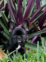 French Bulldog Puppies for sale in Boca Raton, FL, USA. price: $1,700