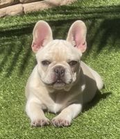 French Bulldog Puppies for sale in Los Angeles, CA, USA. price: $1,000