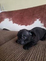 French Bulldog Puppies for sale in Branson, MO 65616, USA. price: $1,200