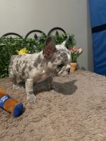 French Bulldog Puppies for sale in Fontana, CA, USA. price: $2,000