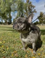 French Bulldog Puppies for sale in Bakersfield, CA, USA. price: $3,000