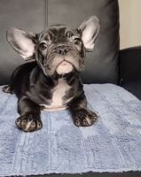 French Bulldog Puppies for sale in Moreno Valley, CA, USA. price: $1,800