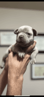French Bulldog Puppies for sale in Southaven, MS, USA. price: $12,000
