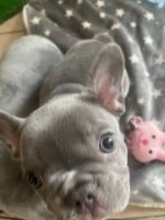 French Bulldog Puppies for sale in Rancho Cucamonga, CA 91730, USA. price: $3,000