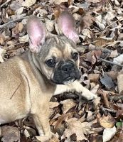 French Bulldog Puppies for sale in Ashburnham, MA, USA. price: $3,200