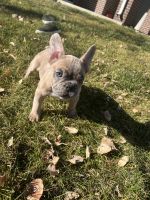 French Bulldog Puppies for sale in Denver, CO, USA. price: $3,000
