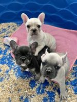 French Bulldog Puppies for sale in Cannon AFB, NM 88101, USA. price: $500