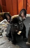 French Bulldog Puppies for sale in Boca Raton, FL, USA. price: $1,700