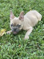 French Bulldog Puppies for sale in Jacksonville, FL, USA. price: $3,000
