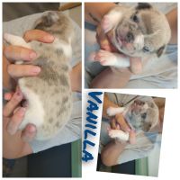 French Bulldog Puppies for sale in Columbus, GA, USA. price: $8,000