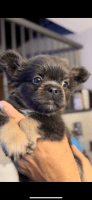 French Bulldog Puppies for sale in San Francisco Bay Area, CA, USA. price: $2,000