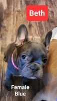 French Bulldog Puppies for sale in Baltimore, MD, USA. price: $2,000
