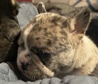 French Bulldog Puppies for sale in Licking, MO 65542, USA. price: $3,500