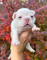 French Bulldog Puppies for sale in Clackamas, OR, USA. price: $3,900