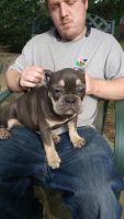French Bulldog Puppies for sale in Dighton, MA, USA. price: $2,000