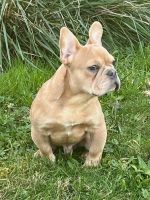 French Bulldog Puppies for sale in Newport, RI 02840, USA. price: $4,000