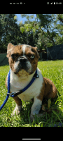 French Bulldog Puppies for sale in Orlando, FL, USA. price: $2,000