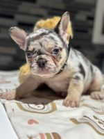 French Bulldog Puppies for sale in 2 Marysfield Dr, Brampton, ON L6P 0J3, Canada. price: $2,600