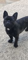 French Bulldog Puppies for sale in Spring, TX 77373, USA. price: $1,300