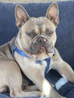 French Bulldog Puppies for sale in Las Vegas, NV, USA. price: $1,600
