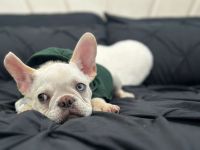French Bulldog Puppies for sale in Revere, MA, USA. price: $5,000