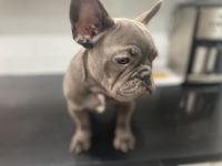 French Bulldog Puppies for sale in Miami, FL, USA. price: $1,500