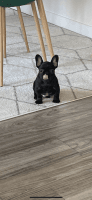 French Bulldog Puppies for sale in Norwalk, CT, USA. price: $3,000