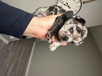 French Bulldog Puppies for sale in El Paso, TX 79912, USA. price: $2,500