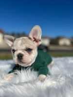 French Bulldog Puppies for sale in Upland, CA 91786, USA. price: $2,500