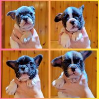 French Bulldog Puppies for sale in Brooklyn, NY, USA. price: $2,000