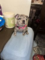 French Bulldog Puppies for sale in Moreno Valley, CA, USA. price: NA