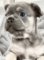 French Bulldog Puppies for sale in Seattle, WA, USA. price: $6,500