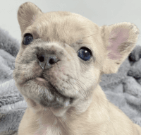 French Bulldog Puppies for sale in Seattle, WA, USA. price: $6,500